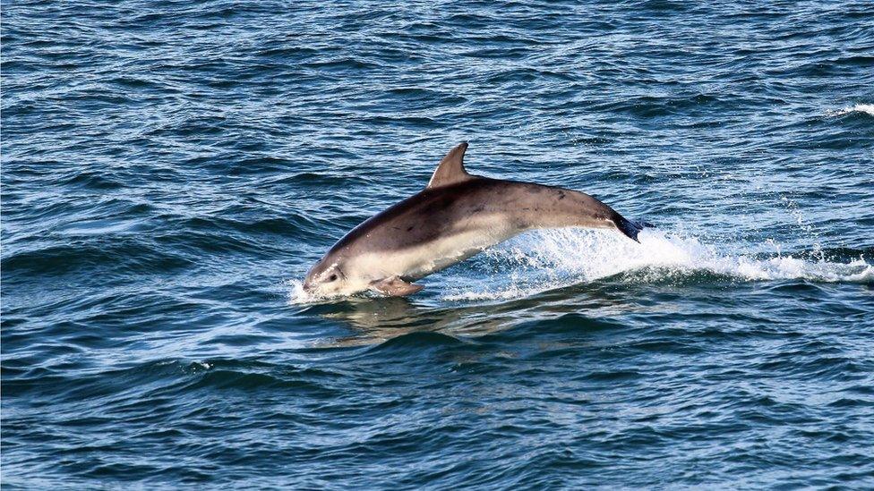 Dolphin in New Quay