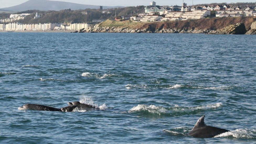 Dolphins in Douglas Bay, Isle of Man