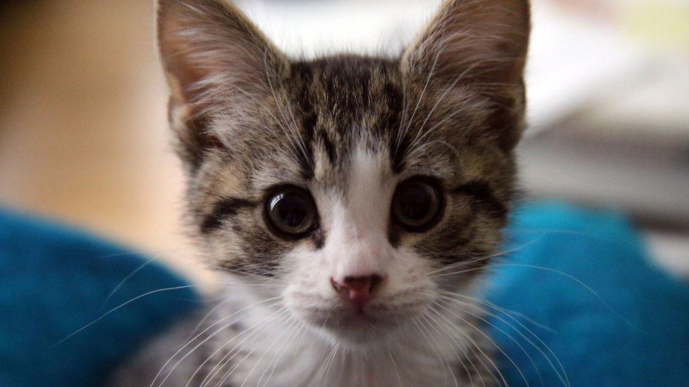 A kitten given to Wikileaks founder Julian Assange