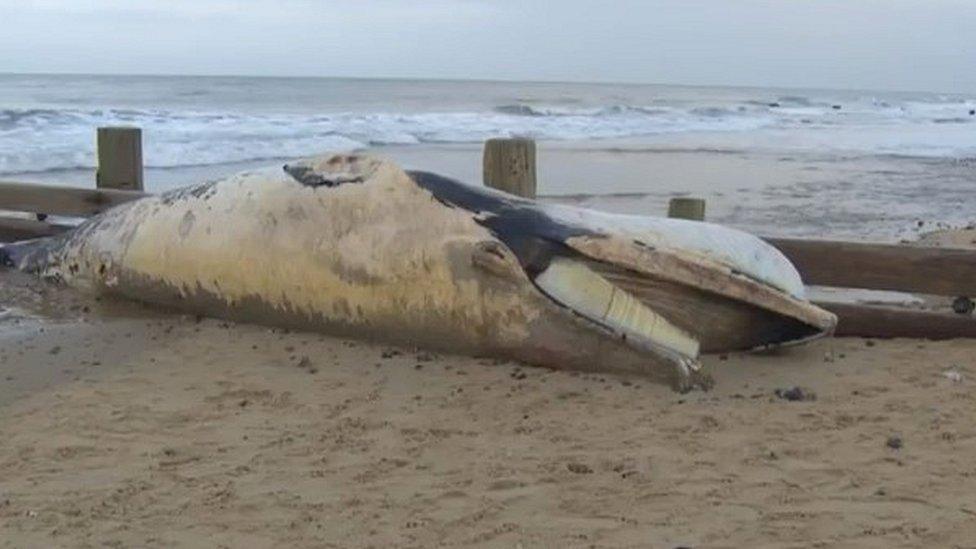 The whale on the beach