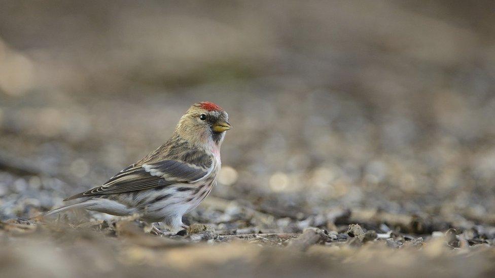 LESSER RED POLL