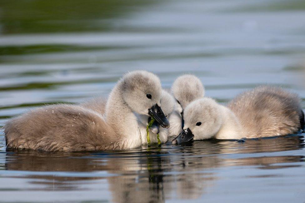 Cygnets swimming in water