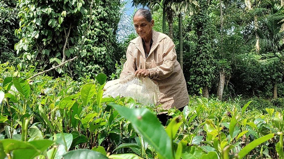 Tea picker