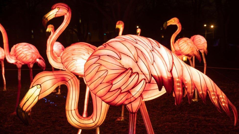 light flamingo