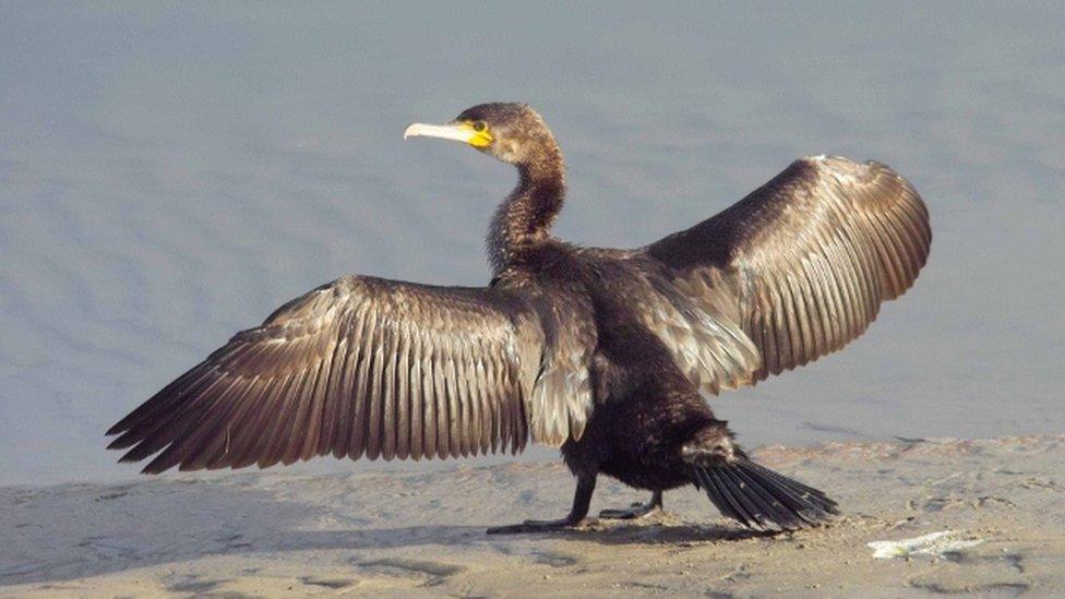 Cormorant spreading its wings