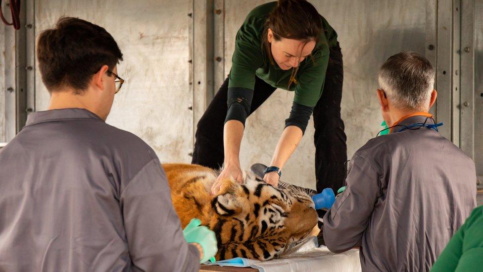 The root canal taking place on a tiger