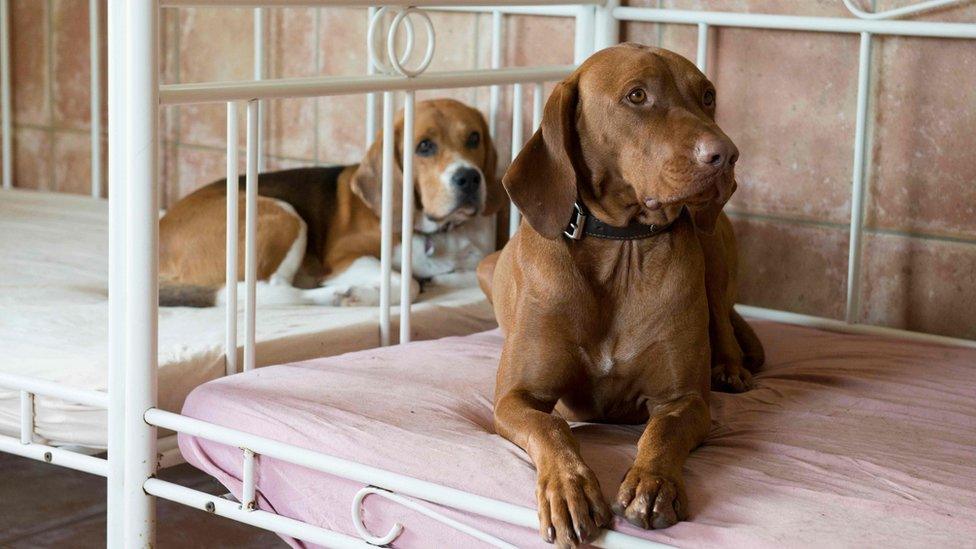 Dogs sitting on bed
