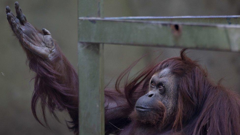 Sandra the Orang-utan sits in her enclosure at Buenos Aires" Zoo in Argentina