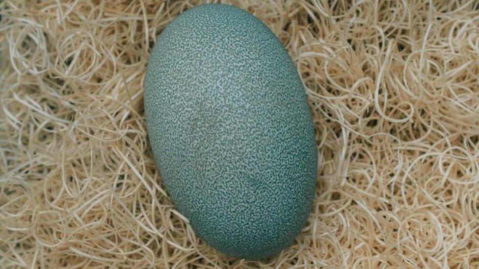 Cassowary egg.