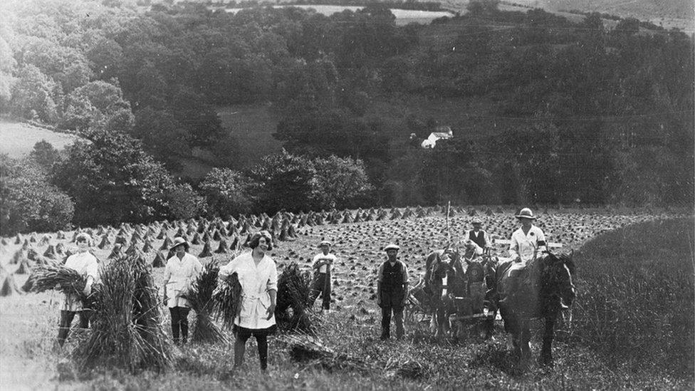 Merched ym Myddin Tir y Menywod yn gweithio ar fferm yn Llanfair ym Muallt yn ystod cynhaeaf 1917