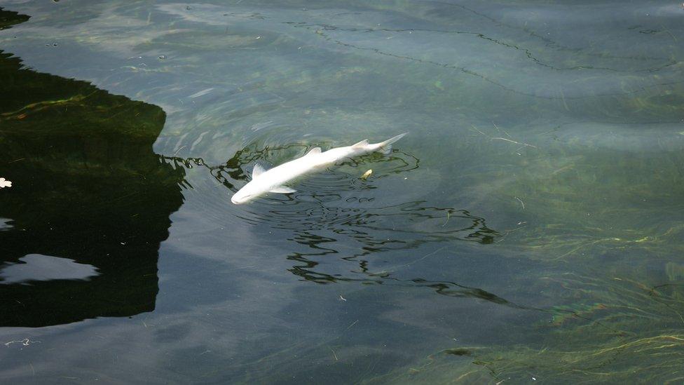 A dead fish in the Rhine August 2018