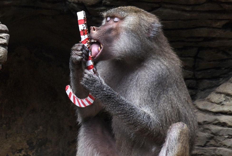 A baboon at Cali Zoo