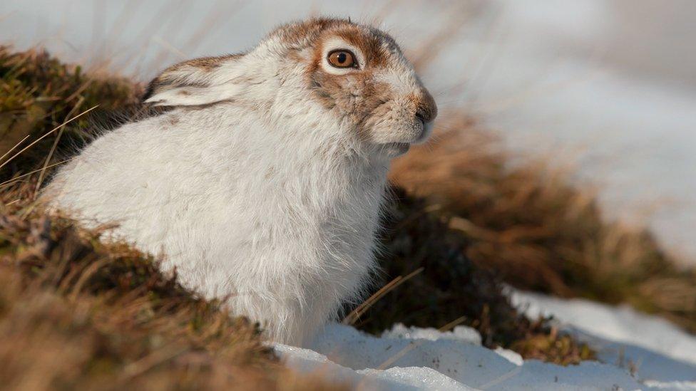 mountain hare