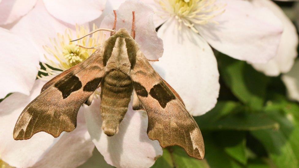 Hawk-moth on a flower