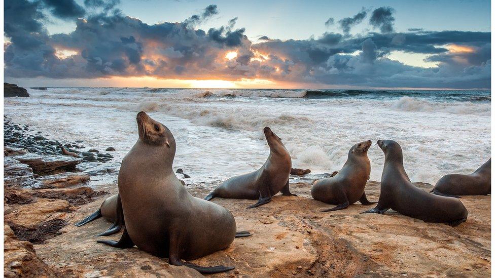 Sea lions on a beach