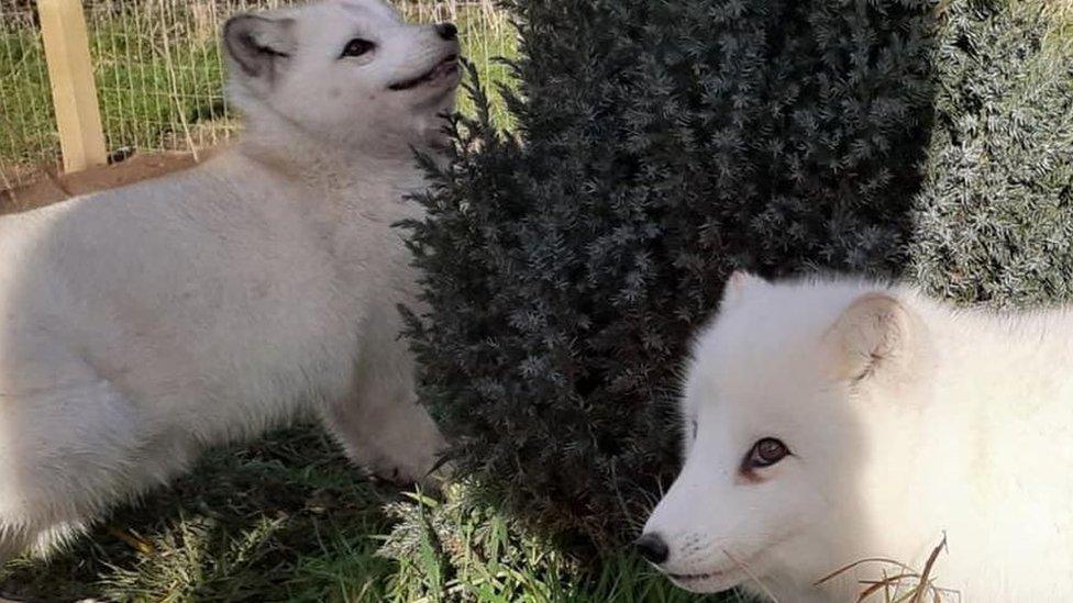 Arctic foxes