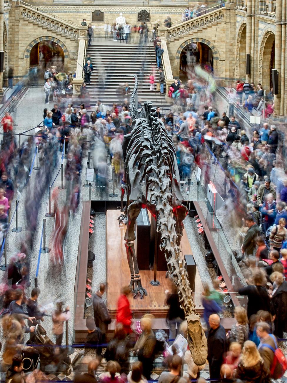 Dippy in Hintze Hall