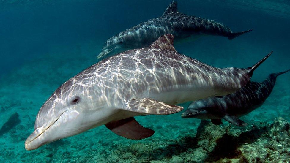 Bottlenose dolphin mother and calf