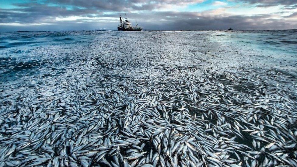 Norwegian photographer Audun Rikardsen's image of a slick of dead and dying herrings