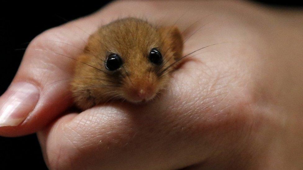 Dormouse