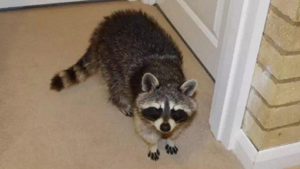 Raccoon in house