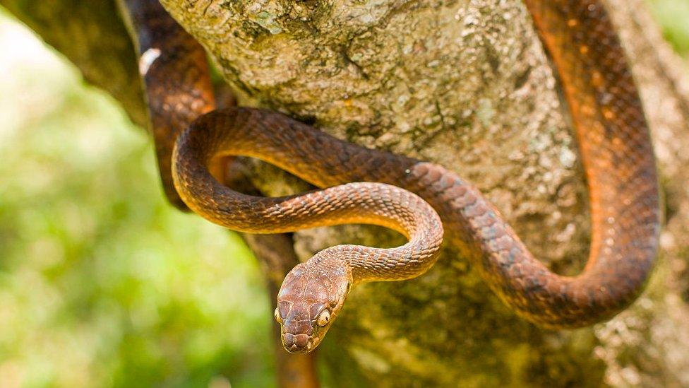 Brown tree snake