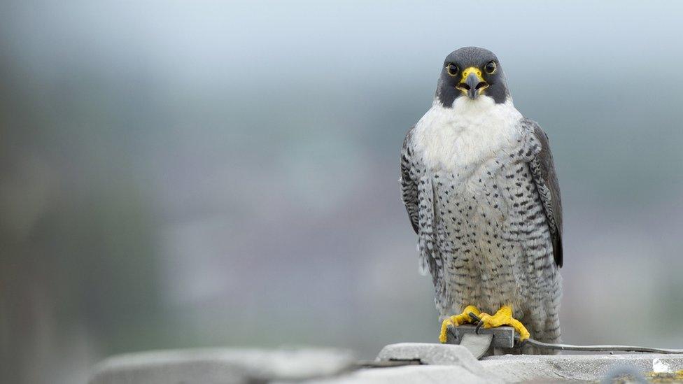 Peregrine falcon