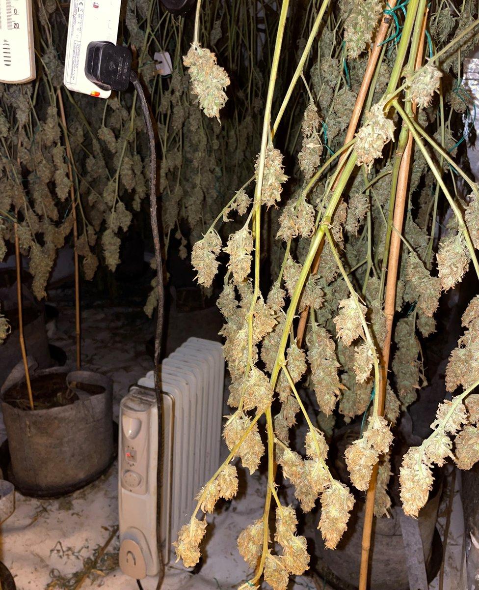 Cannabis plants and dangerous electrics raided by police