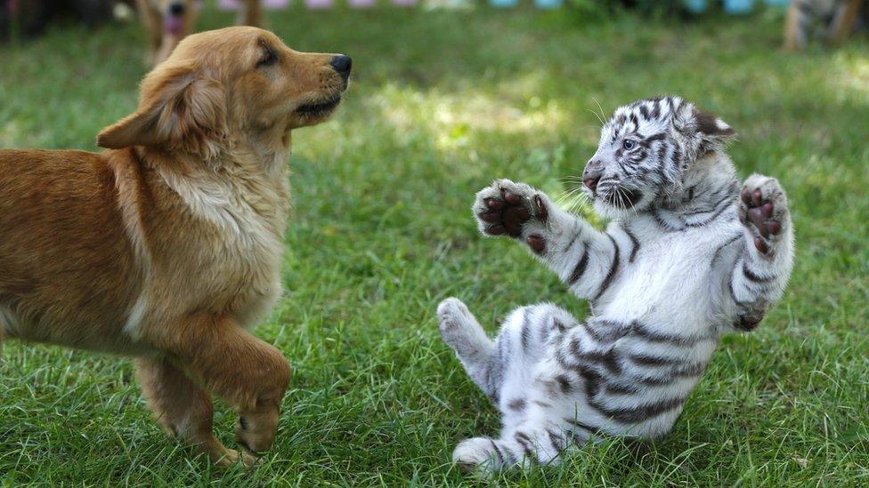 A golden retriever and white tiger play together