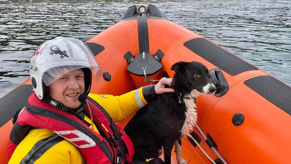 dog on a lifeboat