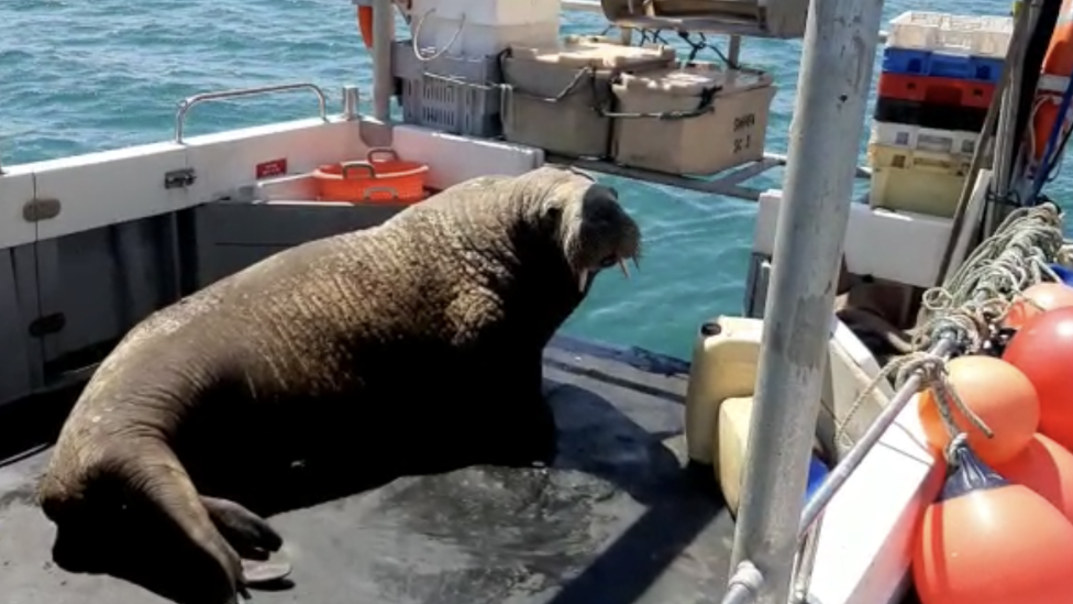 Wally sat on a boat