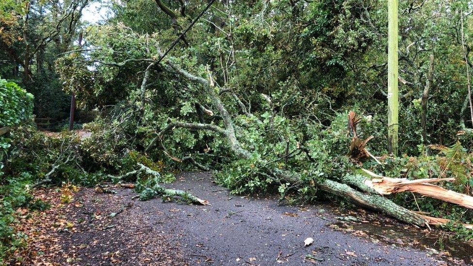 Forest Lane, Ringwood, Hampshire