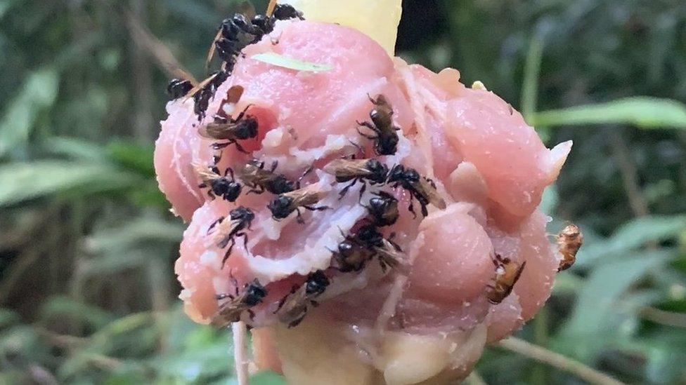 Image of bees feeding on raw chicken - picture courtesy of Quinn McFrederick/UCR