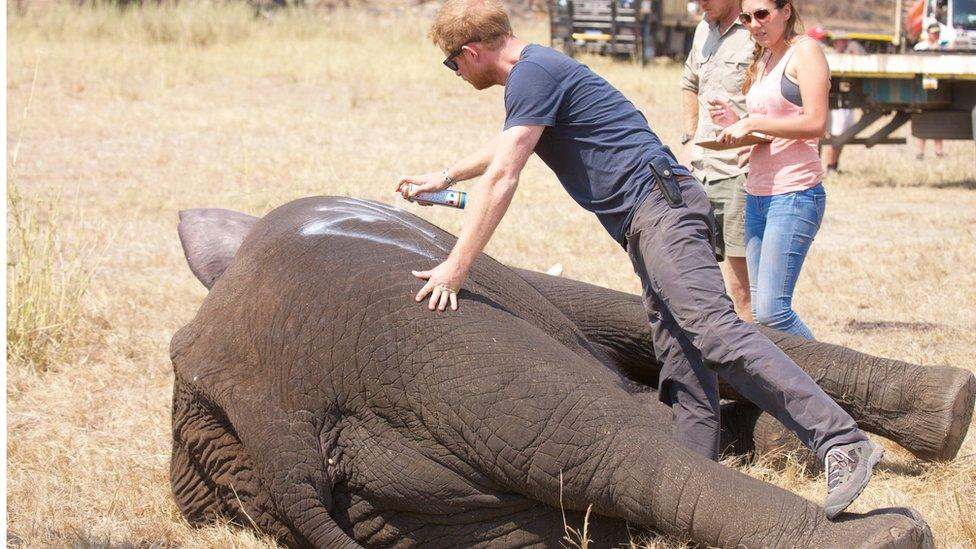 Prince Harry and an Elephant