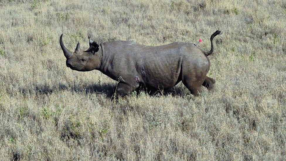 A wild male black rhino named Sambu is pictured after it was darted from a helicopter in Lewa conservancy on August 28, 2013.