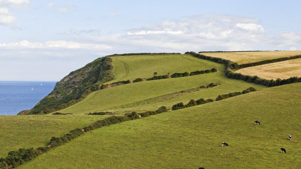 Hedges, Cornwall