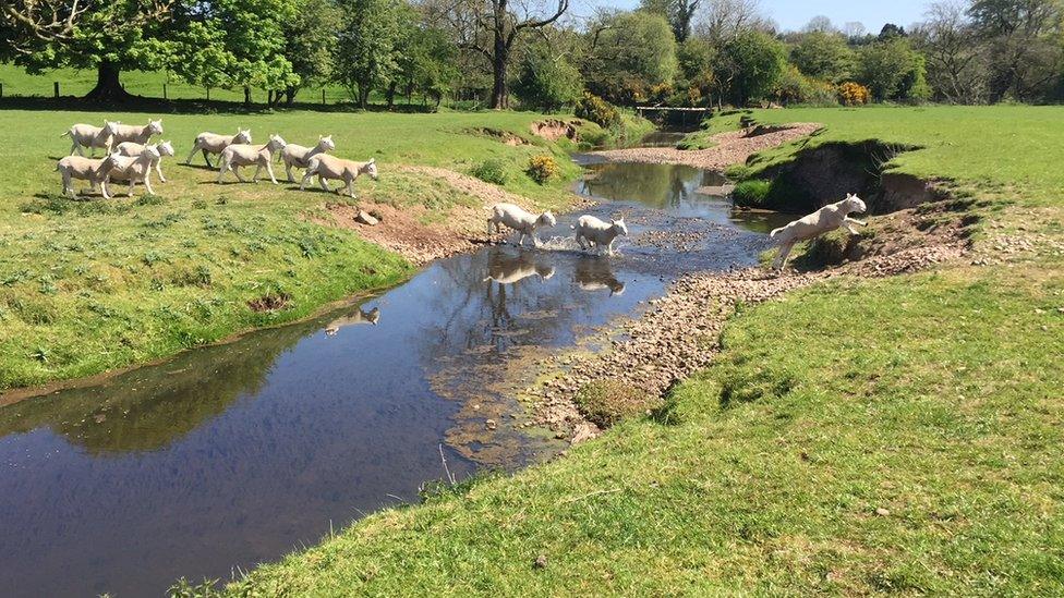 Sheep crossing a river