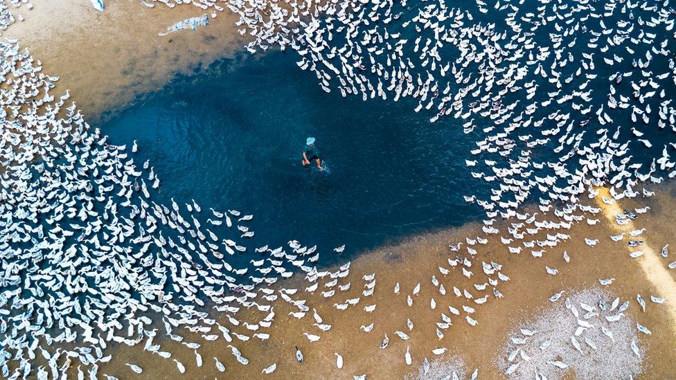 Ducks in Vietnam