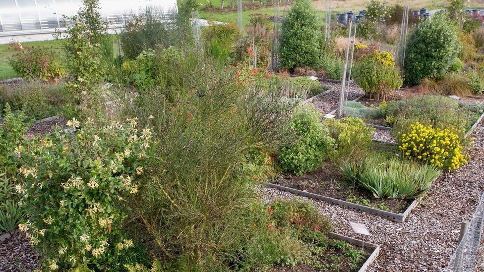 Plants for bugs research at Deers Farm, Wisley Village