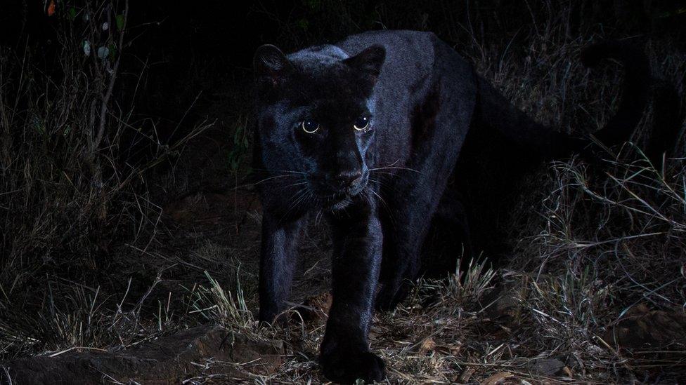 Rare black leopard