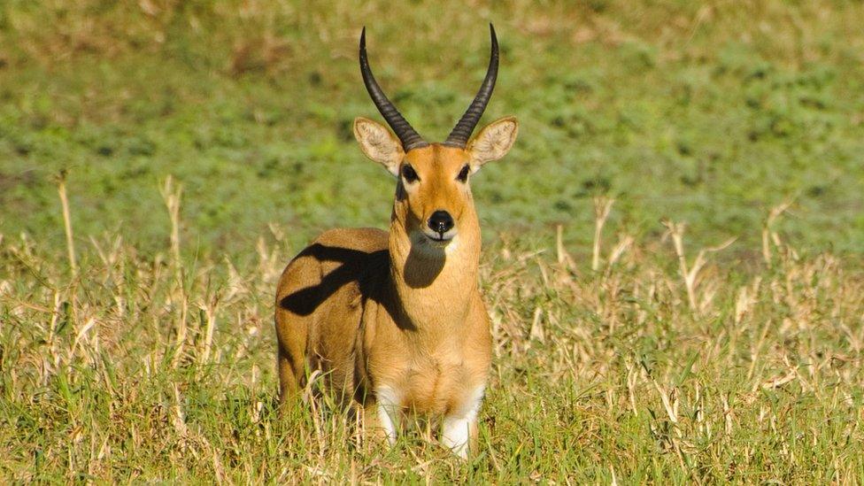 Reedbuck in Gorongosa National Park