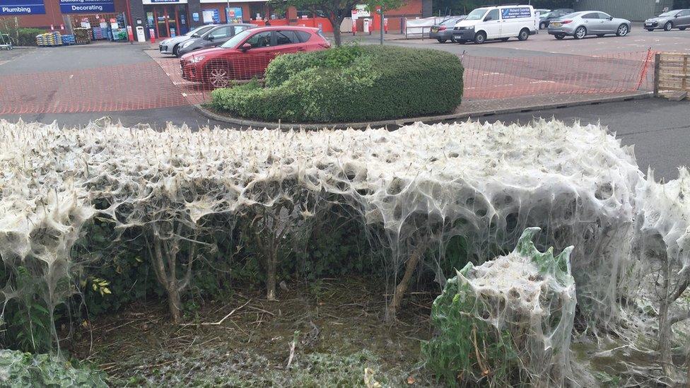 Caterpillar web