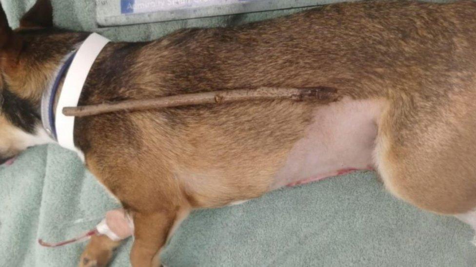 Rocky and the stick that was removed from its body