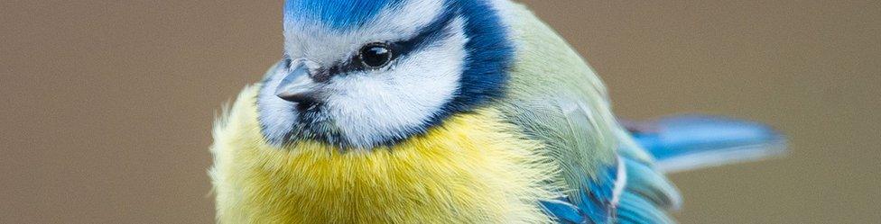 Blue tit