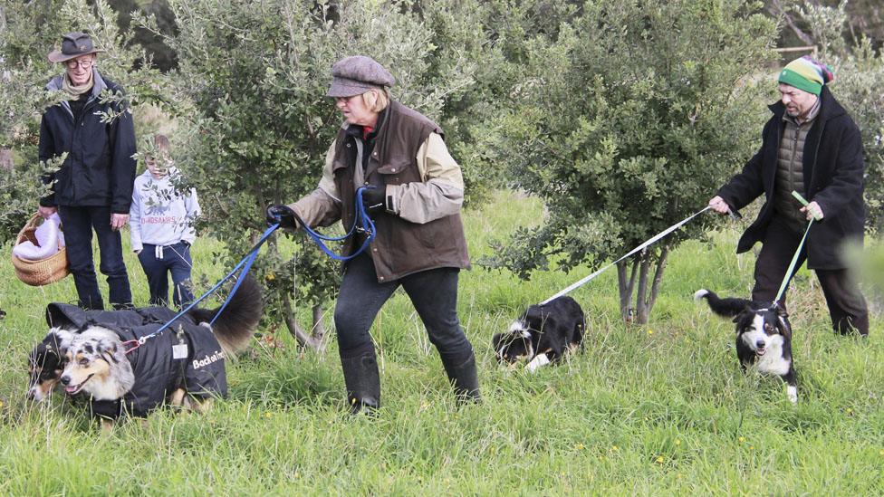 Truffle hunting in rural Victoria, Australia