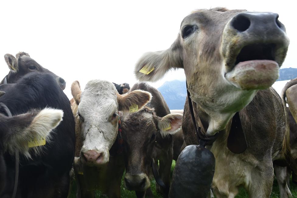 Cows in Pfronten, Bavaria, 6 Jun 14