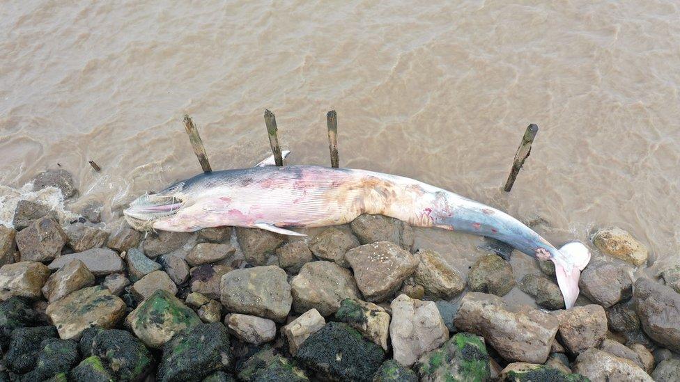 Dead fin whale