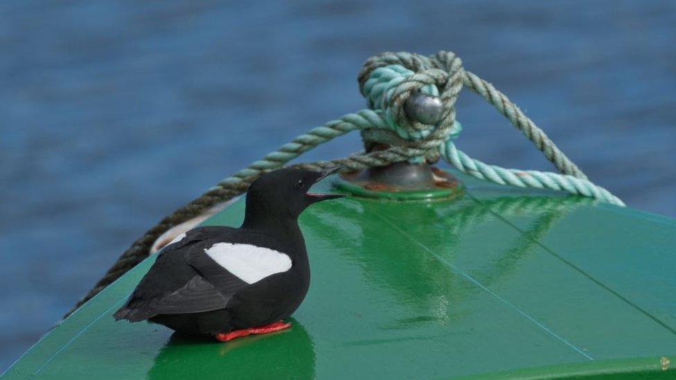 Black guillemot sitting on a boat in Peel