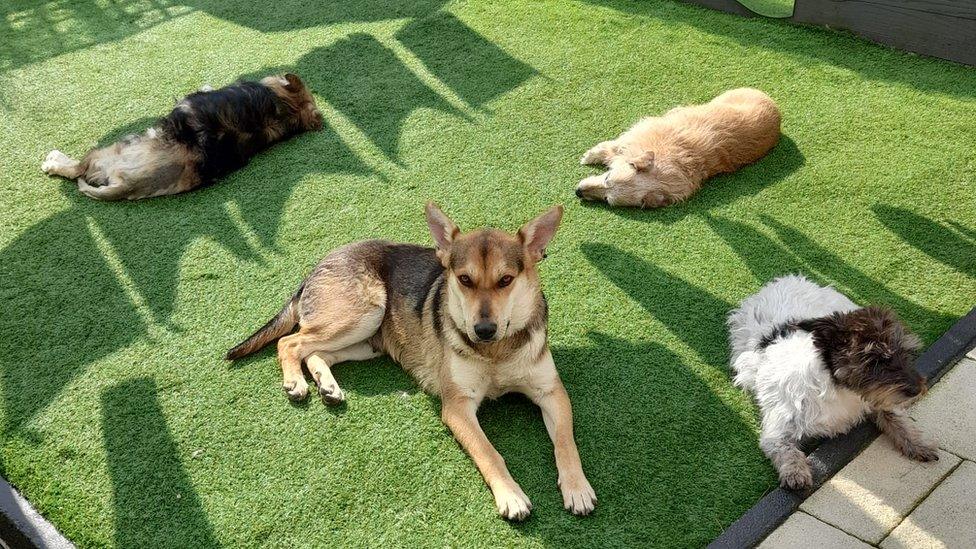 Four of Wendy's dogs before they were put down