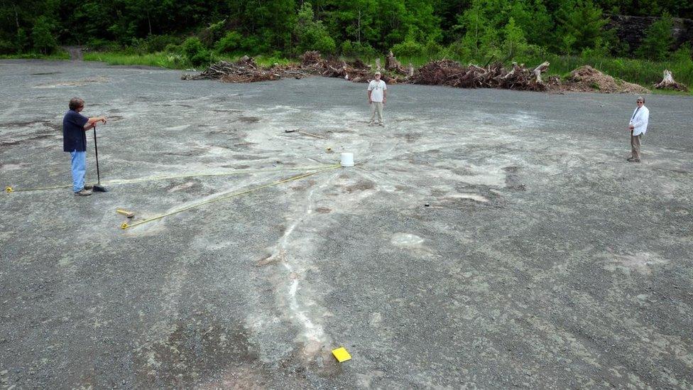 An Archaeopteris root system at the Cairo fossil forest site